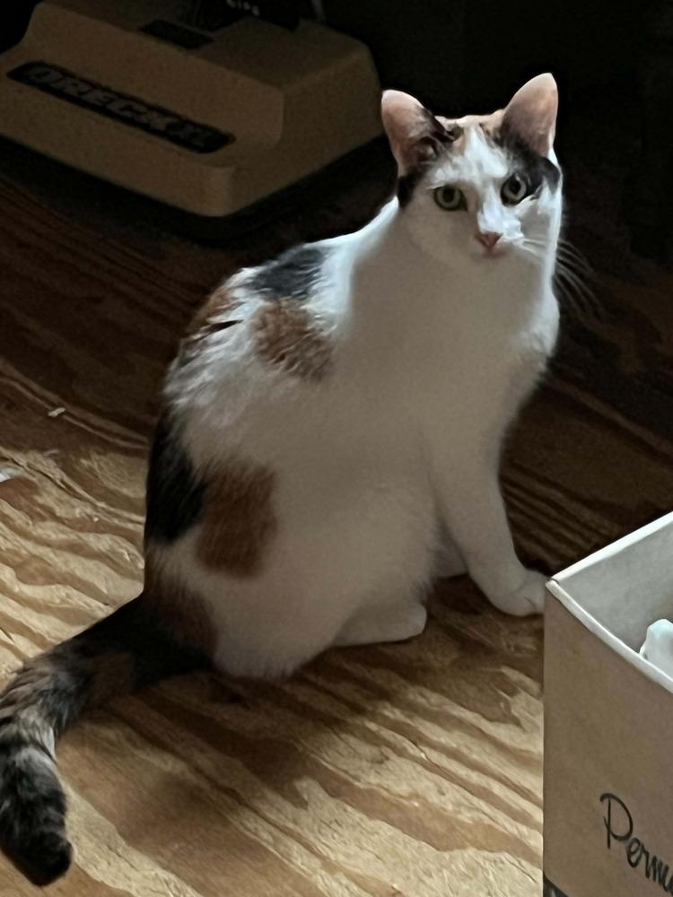 Enlarge Beckett, a Adoptable Calico in Cary, NC image 1/4