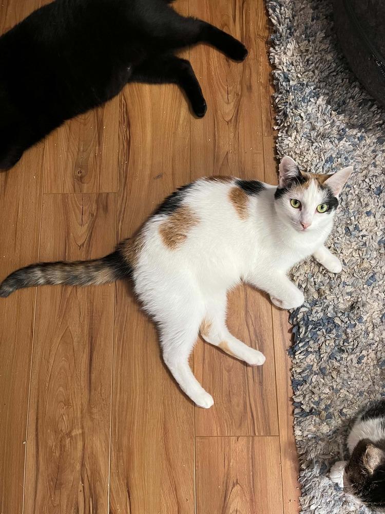 Enlarge Beckett, a Adoptable Calico in Cary, NC image 2/4