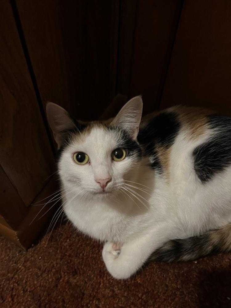 Enlarge Beckett, a Adoptable Calico in Cary, NC image 3/4