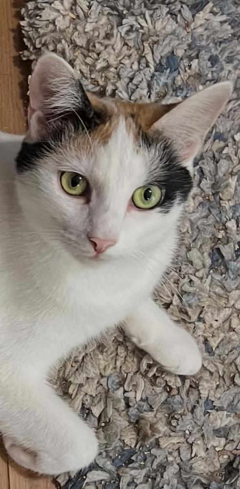 Enlarge Beckett, a Adoptable Calico in Cary, NC image 4/4