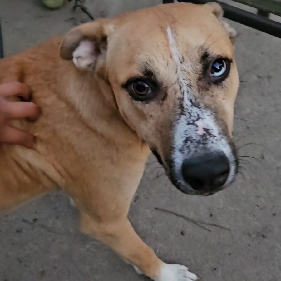 Dog for adoption Arnold, a Shepherd Mix in Pound, VA Petfinder