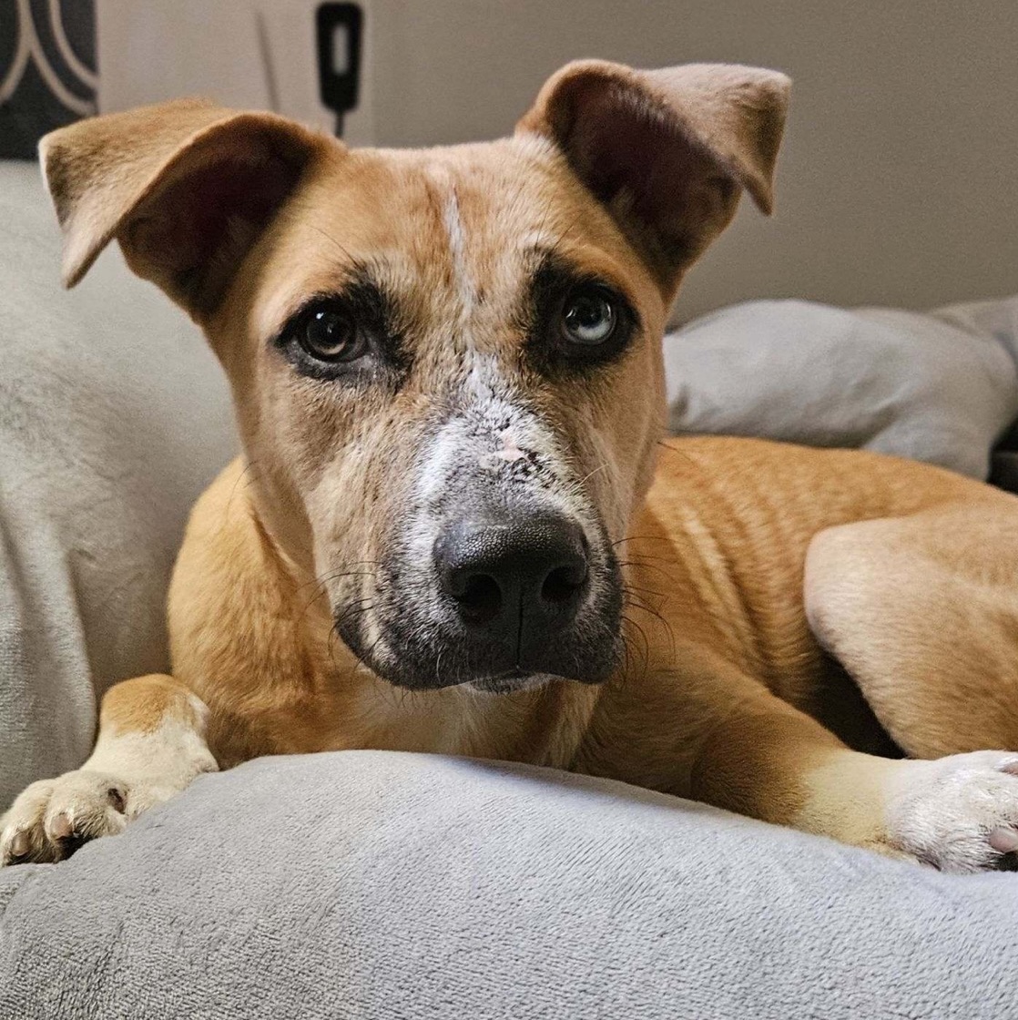 Dog for adoption Arnold, a Shepherd Mix in Pound, VA Petfinder