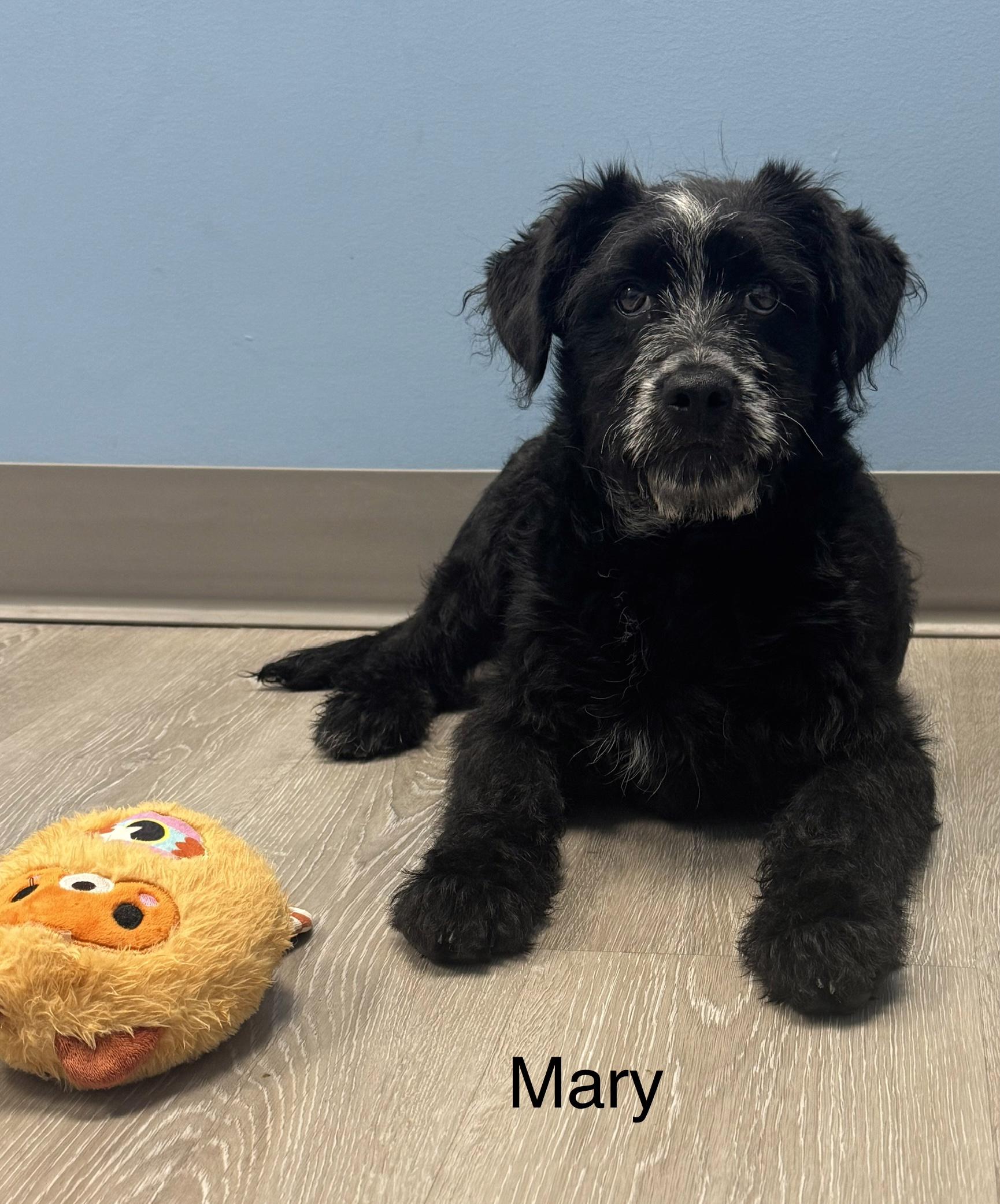 Enlarge Mary, an adopted mixed breed in Ulster, PA image 1/1