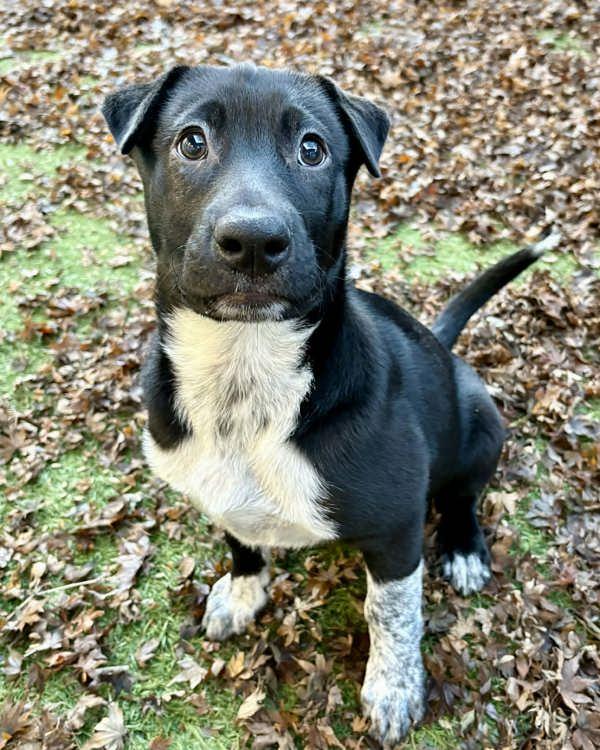 Enlarge Cisco, a Adoptable mixed breed in Novato, CA image 1/6