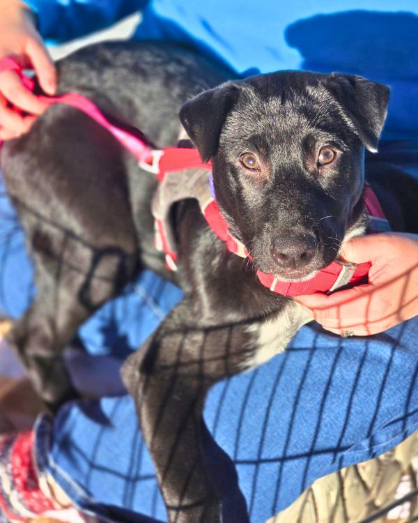 Enlarge Cisco, a Adoptable mixed breed in Novato, CA image 2/6