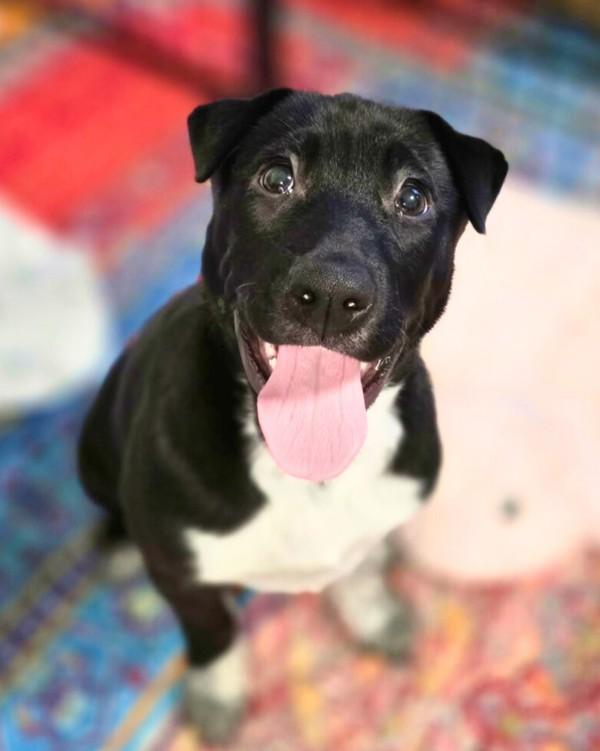 Enlarge Cisco, a Adoptable mixed breed in Novato, CA image 3/6