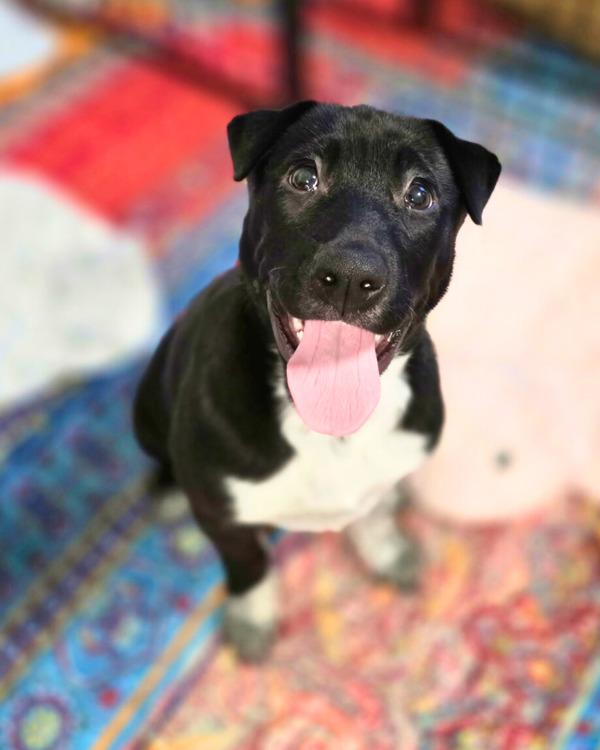 Enlarge Cisco, a Adoptable mixed breed in Novato, CA image 4/6