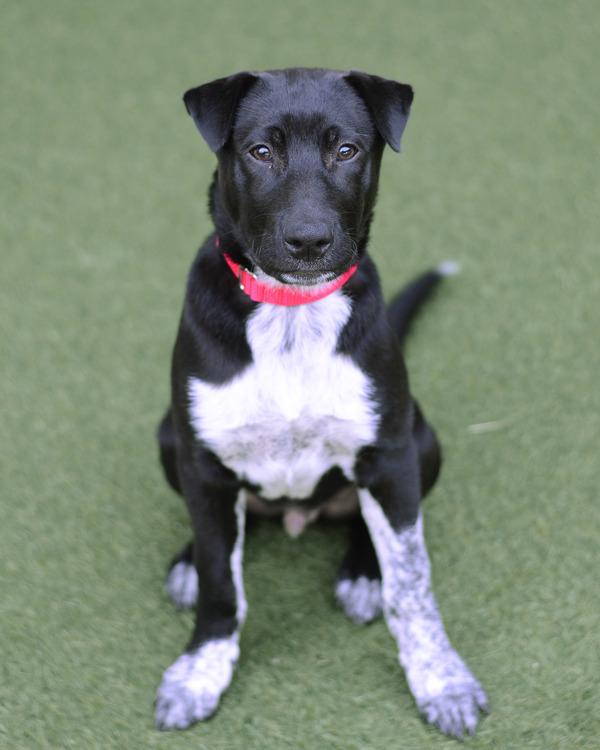 Enlarge Cisco, a Adoptable mixed breed in Novato, CA image 5/6