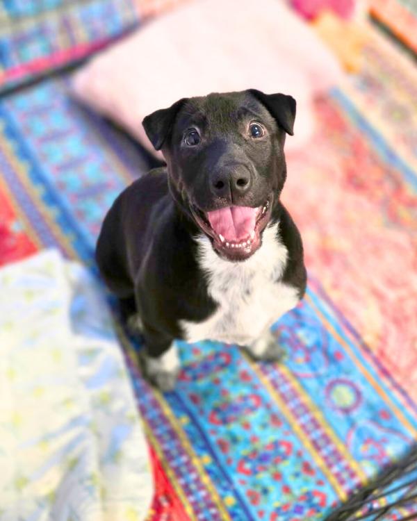 Enlarge Cisco, a Adoptable mixed breed in Novato, CA image 6/6