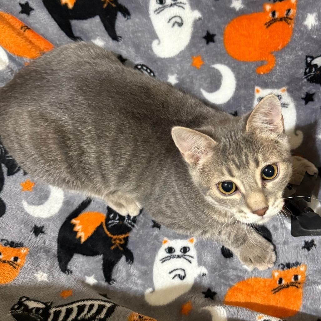 Enlarge Takoma, a Adoptable Domestic Short Hair in Mondovi, WI image 1/1