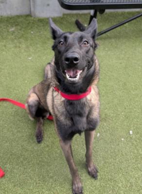 Enlarge RD Okke, a Adoptable Belgian Shepherd / Malinois in Vancouver, WA image 1/1