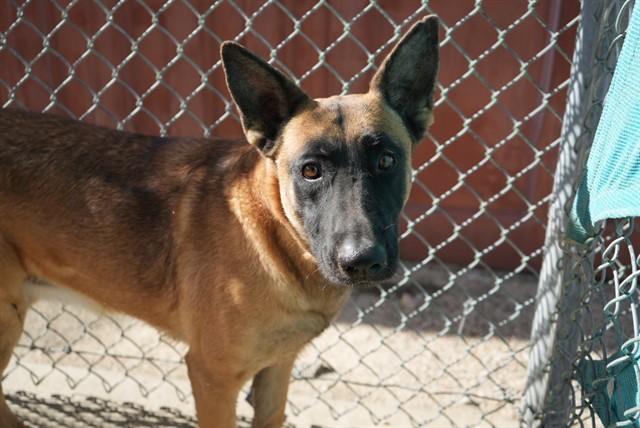 Enlarge PERLA, a Adoptable German Shepherd Dog in Thousand Palms, CA image 1/1