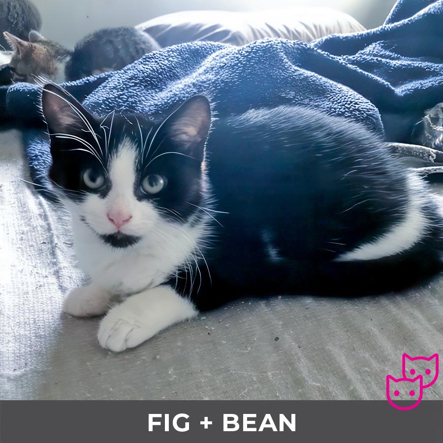 Enlarge Fig (bonded with Bean), a Adoptable Domestic Short Hair in Etobicoke, ON image 3/4