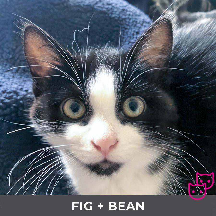 Fig (bonded with Bean), Adoptable, Kitten Female Domestic Short Hair.