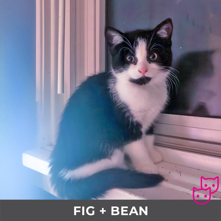 Enlarge Fig (bonded with Bean), a Adoptable Domestic Short Hair in Etobicoke, ON image 2/4