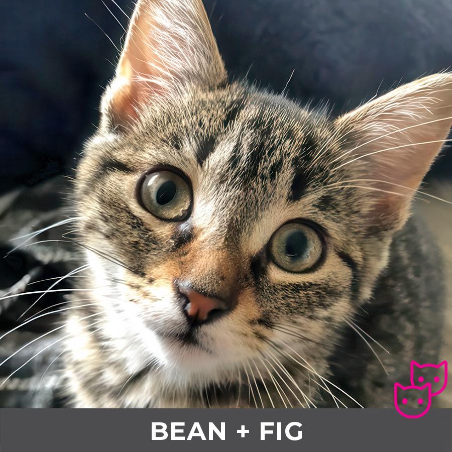 Enlarge Fig (bonded with Bean), a Adoptable Domestic Short Hair in Etobicoke, ON image 4/4
