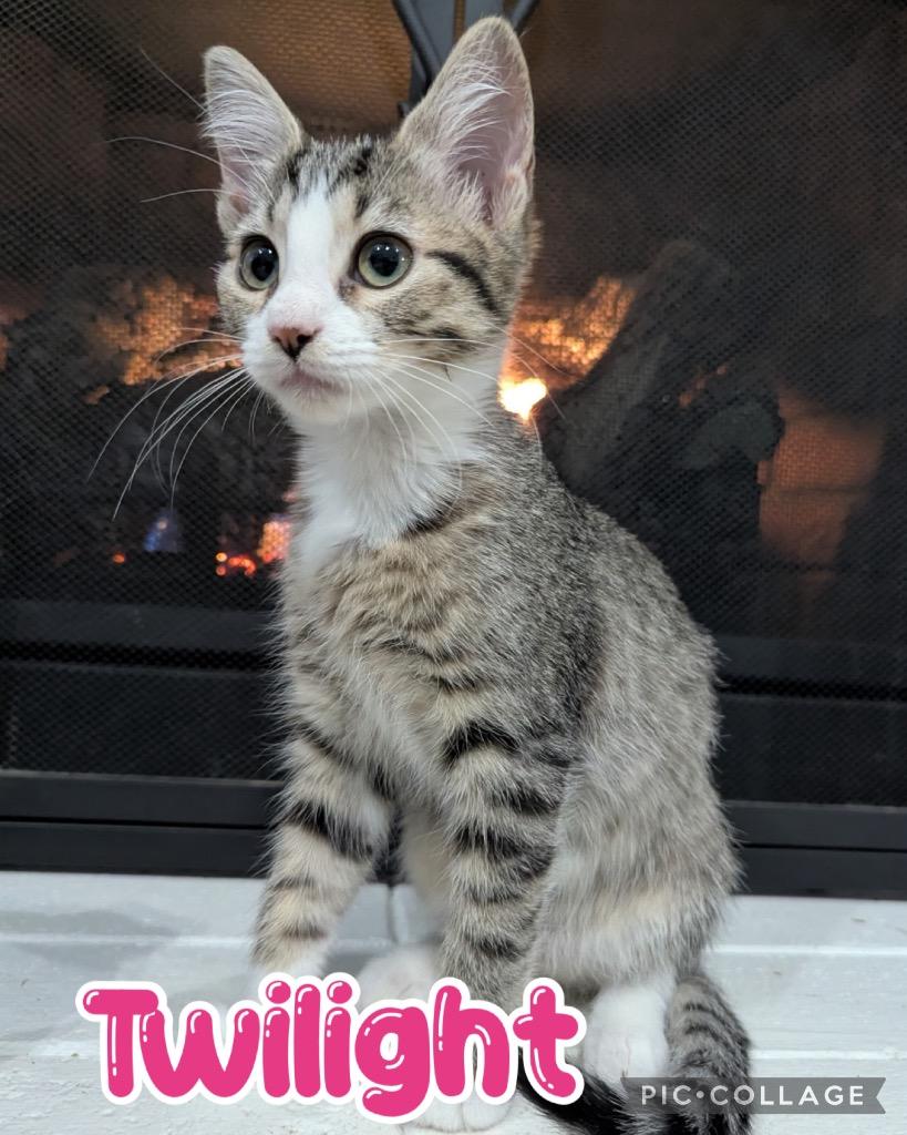 Twilight, Adoptable, Kitten Female Domestic Short Hair.