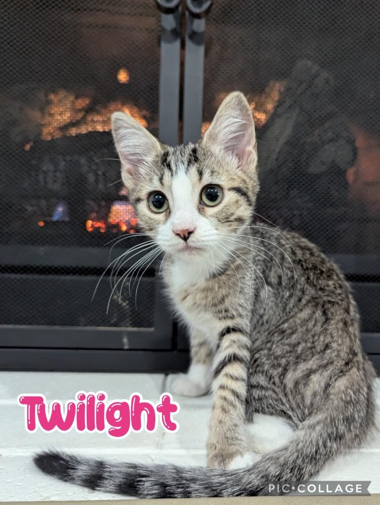 Enlarge Twilight, a Adoptable mixed breed in Fort Oglethorpe, GA image 2/3