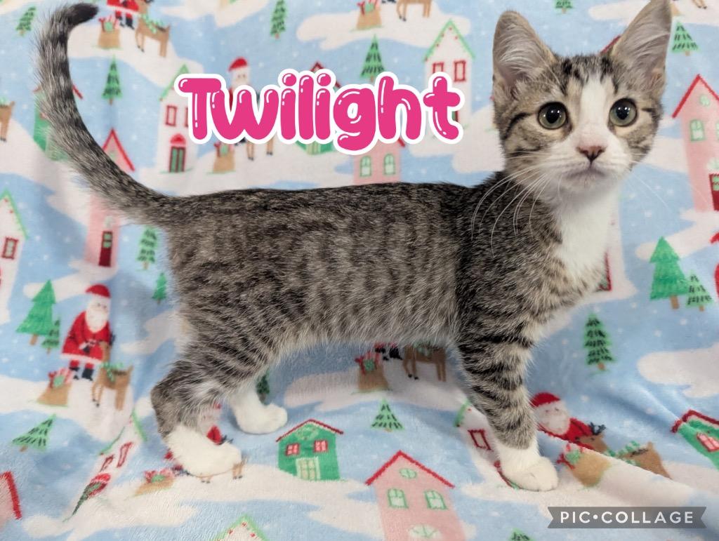 Enlarge Twilight, a Adoptable mixed breed in Fort Oglethorpe, GA image 3/3