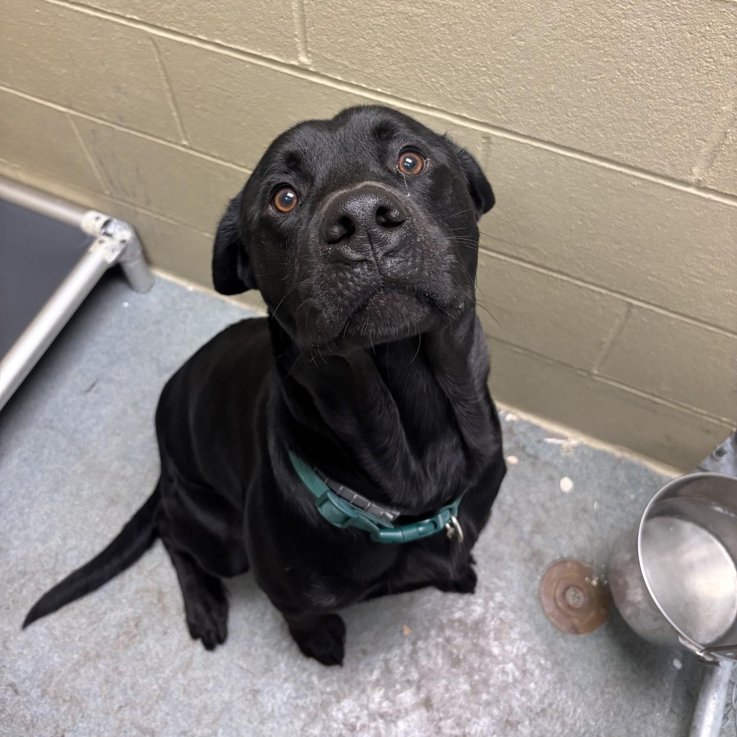 Ranger, Adoptable, Young Male Black Labrador Retriever.