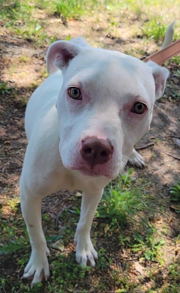 Enlarge Marshall, a Adoptable mixed breed in Millersville, MD image 1/1
