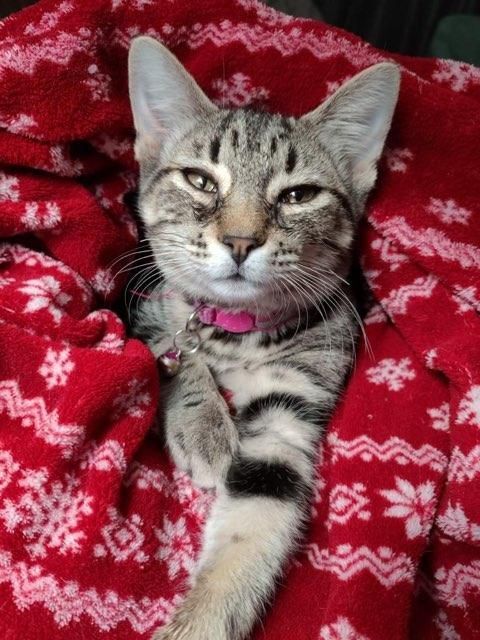 Enlarge Tails, a Adopted Domestic Short Hair in San Jose, CA image 1/12