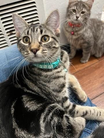 Enlarge Tails, a Adopted Domestic Short Hair in San Jose, CA image 2/12