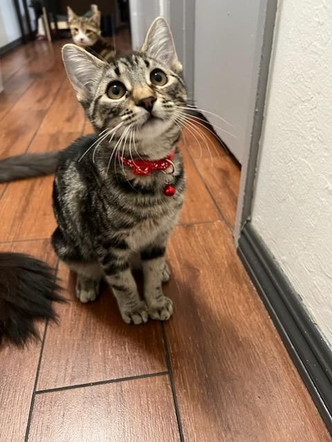 Enlarge Tails, a Adopted Domestic Short Hair in San Jose, CA image 3/12