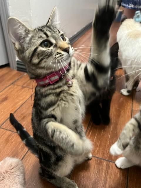 Enlarge Tails, a Adopted Domestic Short Hair in San Jose, CA image 4/12