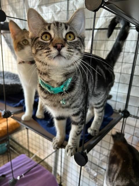 Enlarge Tails, a Adopted Domestic Short Hair in San Jose, CA image 5/12