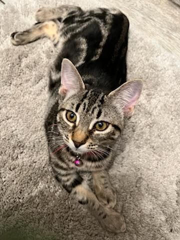 Enlarge Tails, a Adopted Domestic Short Hair in San Jose, CA image 6/12