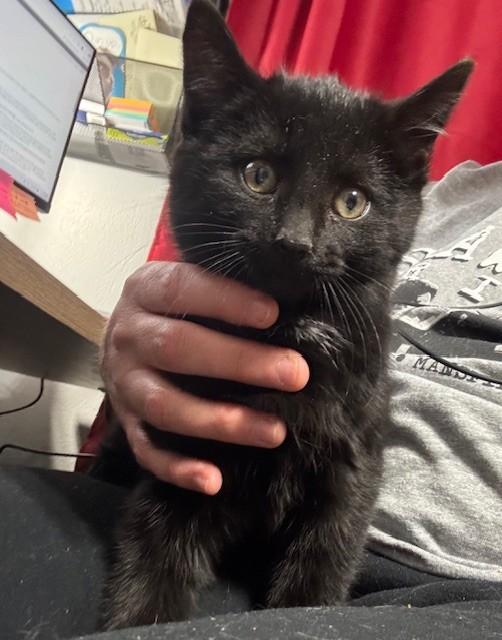 Fluffy, adopted, Kitten Male Domestic Short Hair.