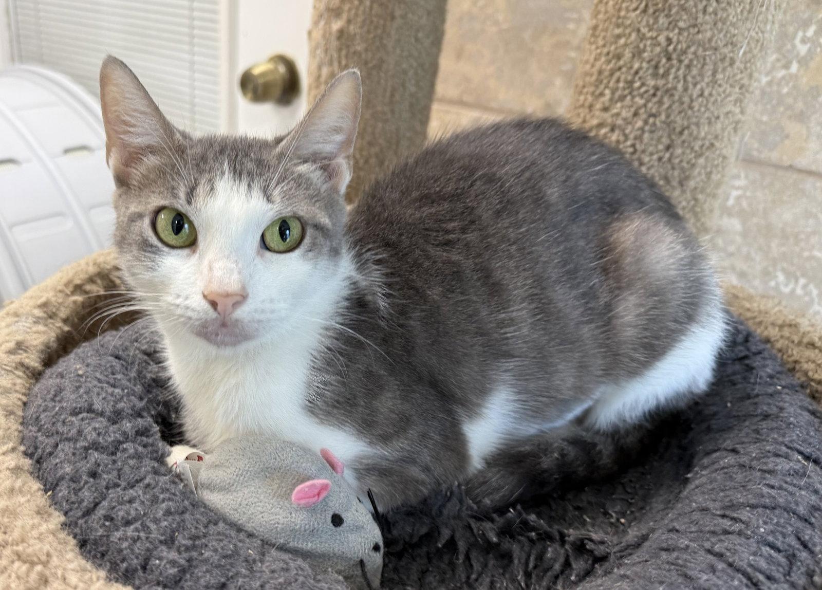 Galanga, Adoptable, Adult Female Domestic Short Hair.
