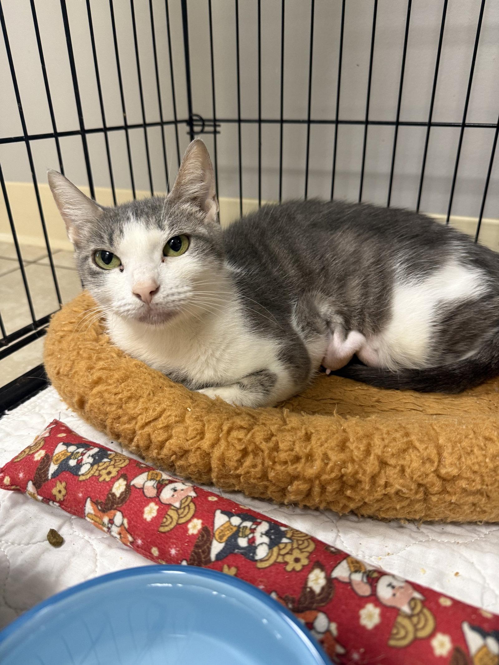 Galanga, a Adoptable Domestic Short Hair in Satellite Beach, FL image 2/3