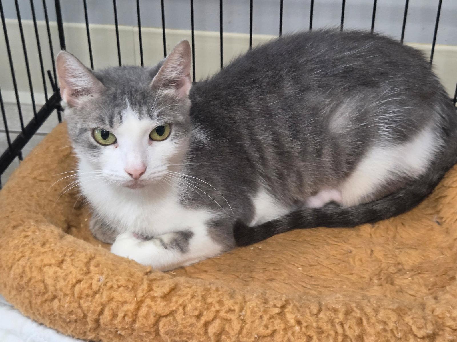 Galanga, a Adoptable Domestic Short Hair in Satellite Beach, FL image 3/3