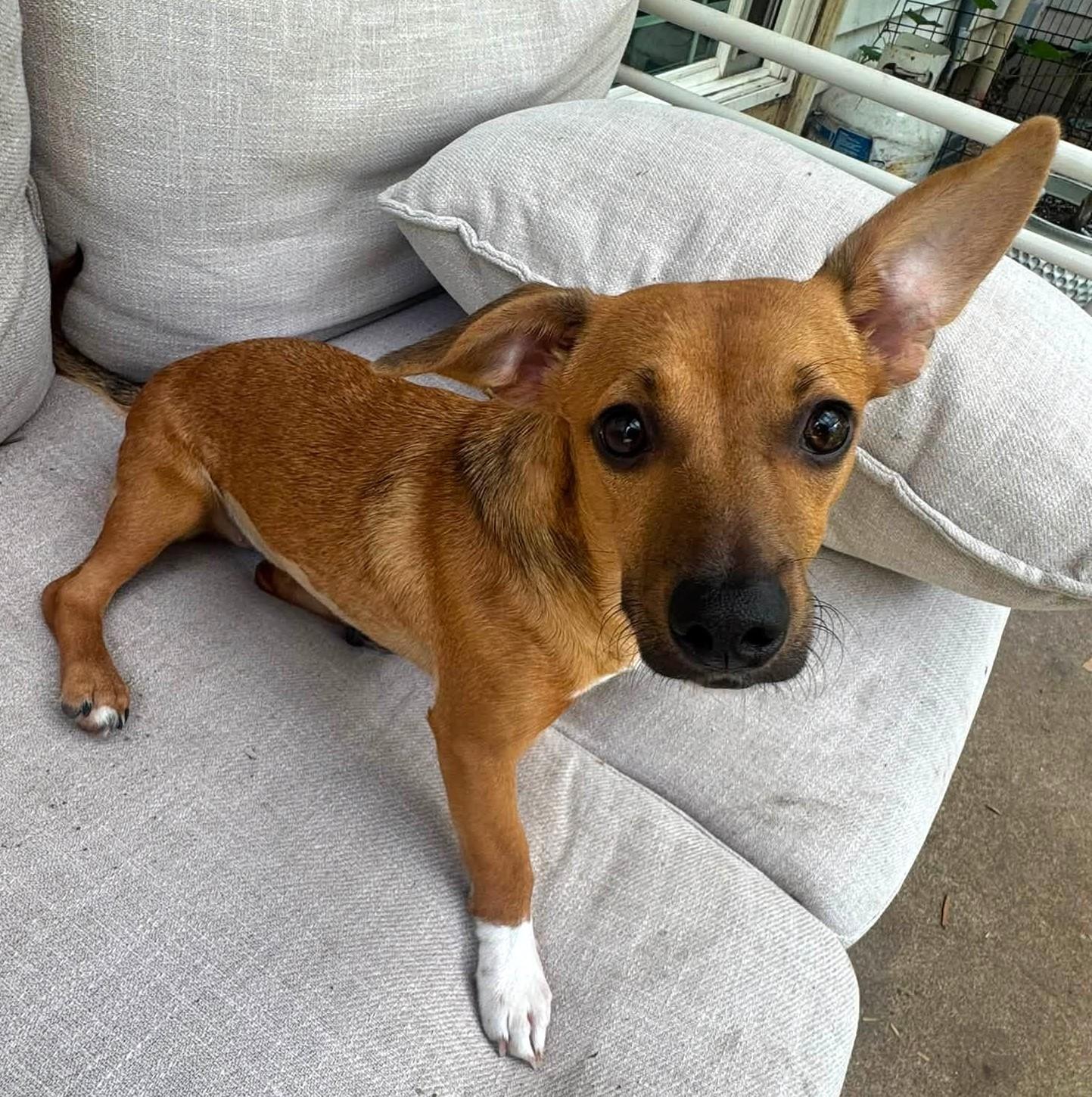 Enlarge Bella, a ADOPTABLE mixed breed in Eugene, OR image 2/4