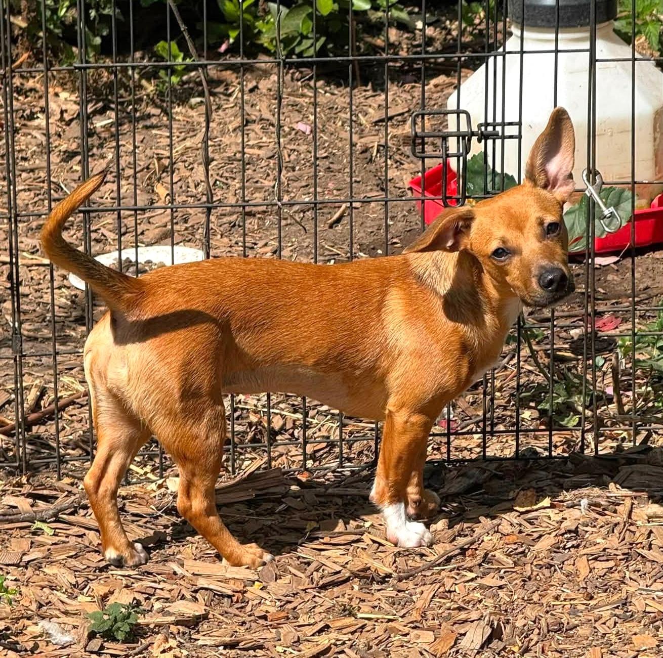 Enlarge Bella, a ADOPTABLE mixed breed in Eugene, OR image 4/4