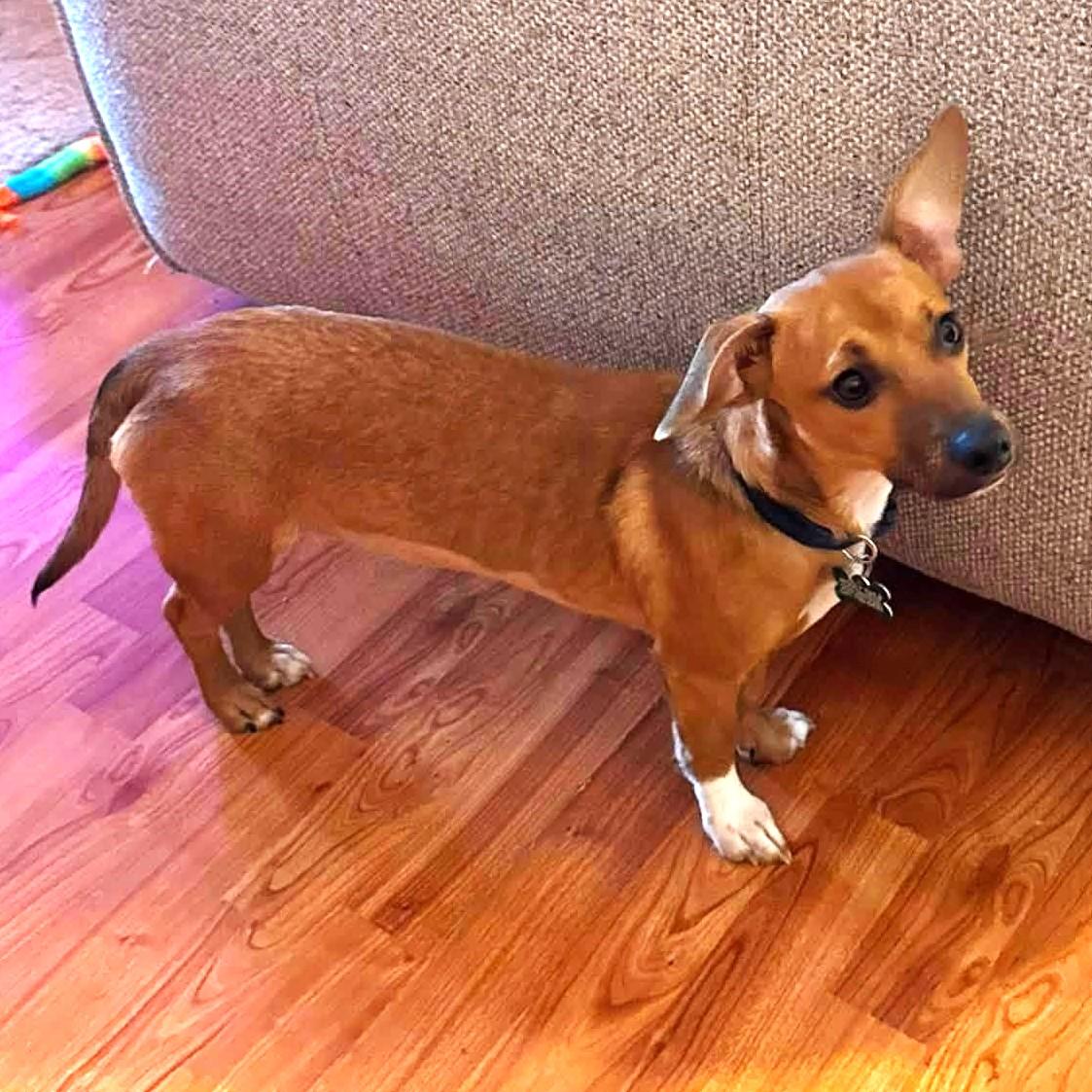 Enlarge Bella, a ADOPTABLE mixed breed in Eugene, OR image 3/4