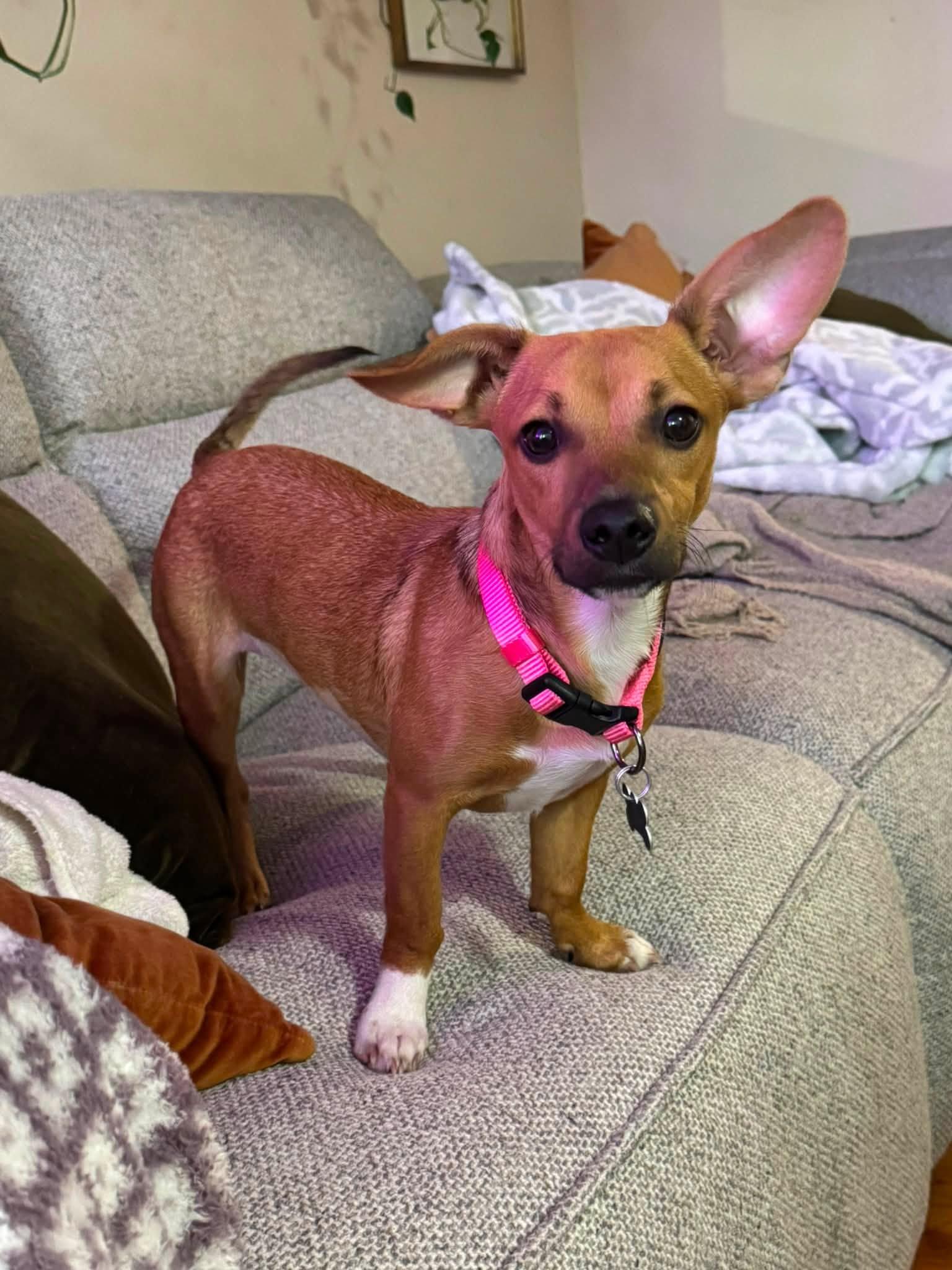 Bella, ADOPTABLE, Young Female Dachshund.