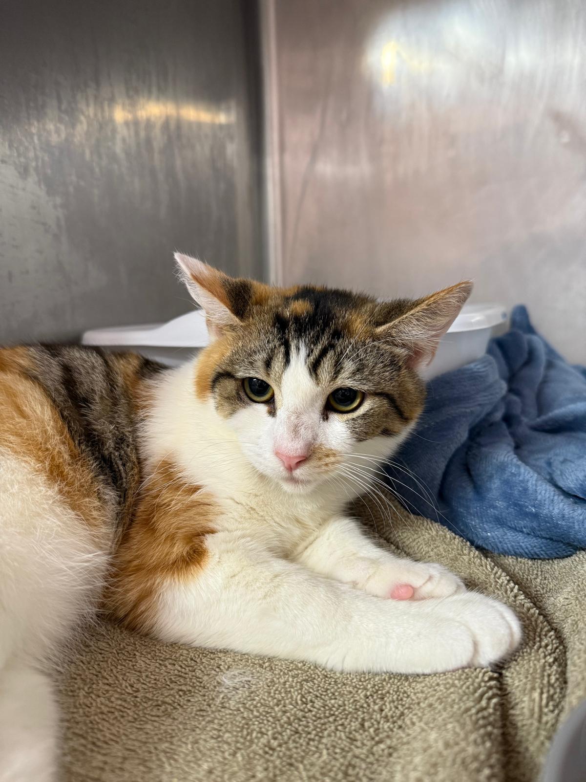 Violet, a ADOPTABLE Domestic Short Hair in Lauderhill, FL image 3/3