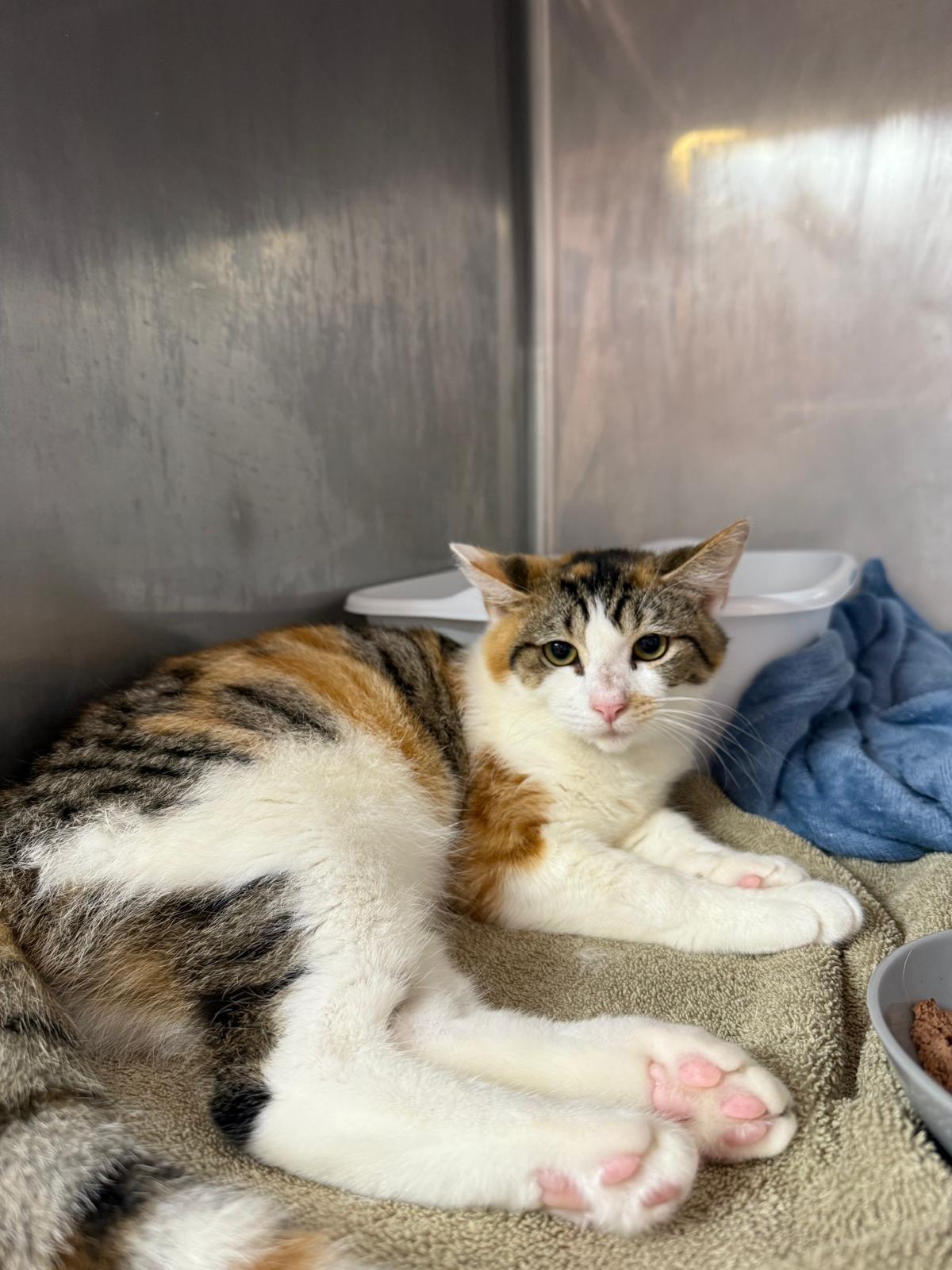 Violet, a ADOPTABLE Domestic Short Hair in Lauderhill, FL image 1/3