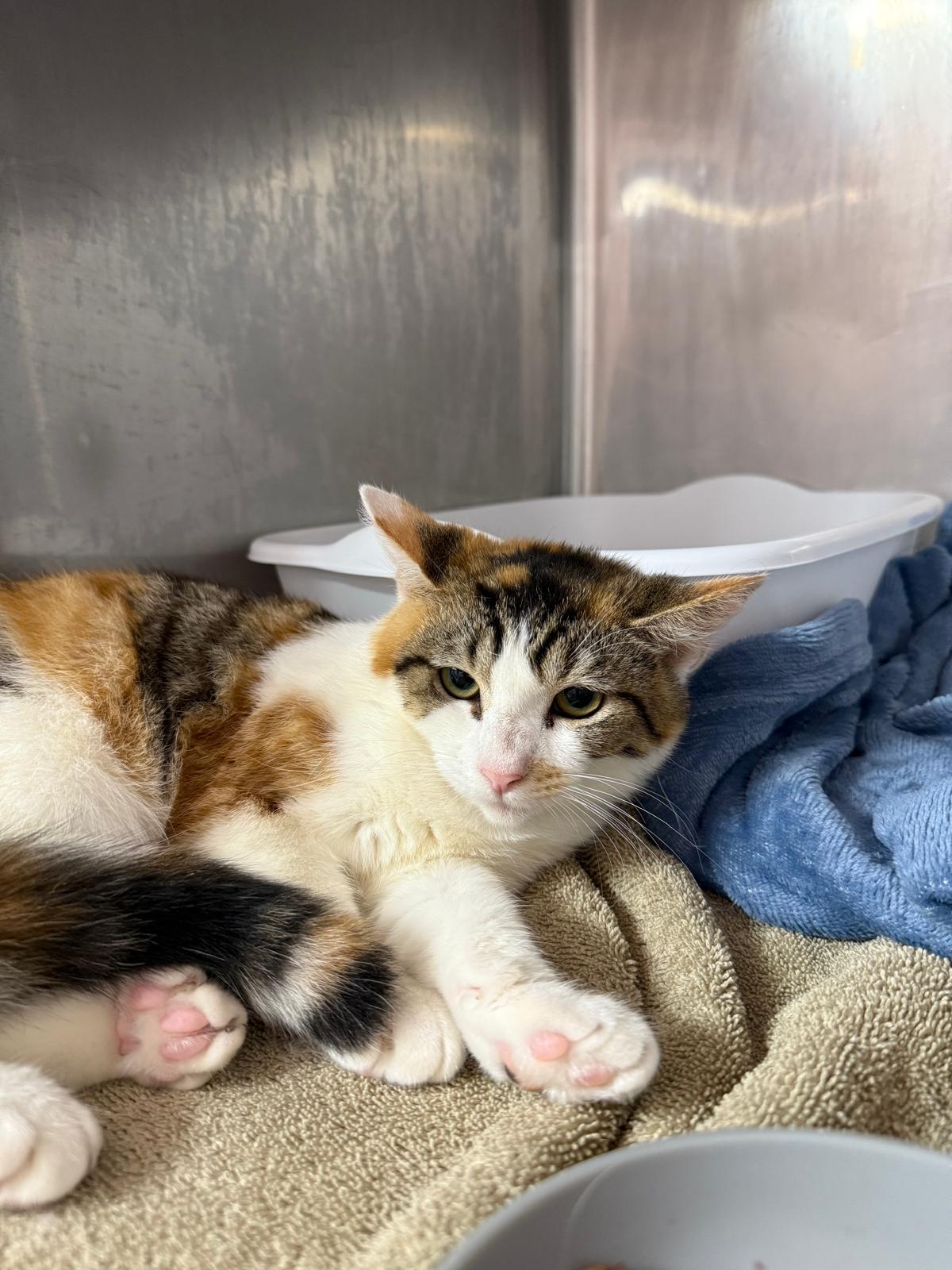 Violet, a ADOPTABLE Domestic Short Hair in Lauderhill, FL image 2/3