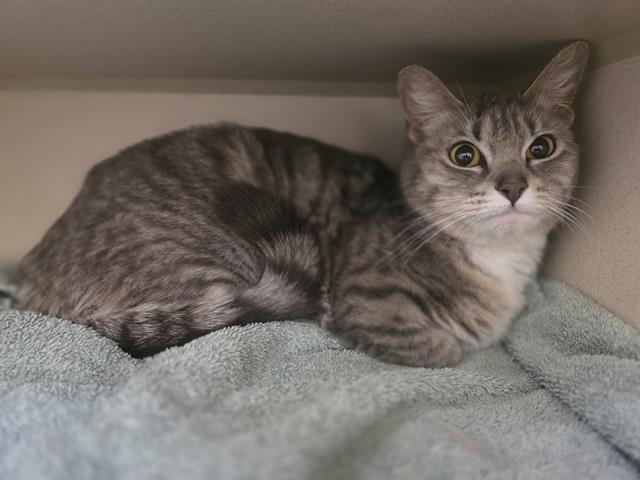 Enlarge GRACIE, a Adoptable Domestic Short Hair in Denver, CO image 1/1