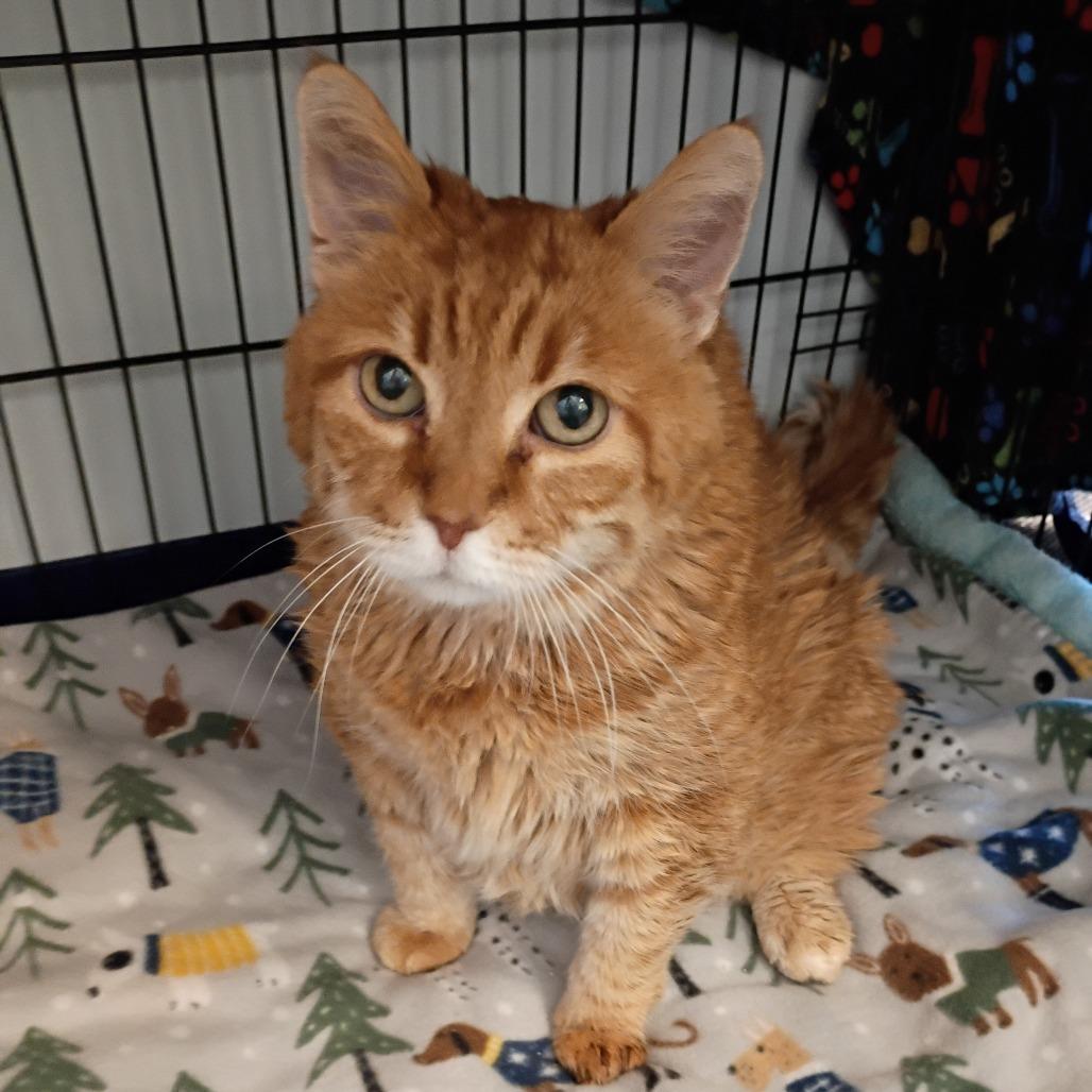 Honey, Adoptable, Senior Female Domestic Long Hair.