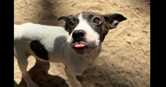 Enlarge AAD New Arrival!  Dough - 26176, a Adoptable mixed breed in Armonk, NY image 1/3