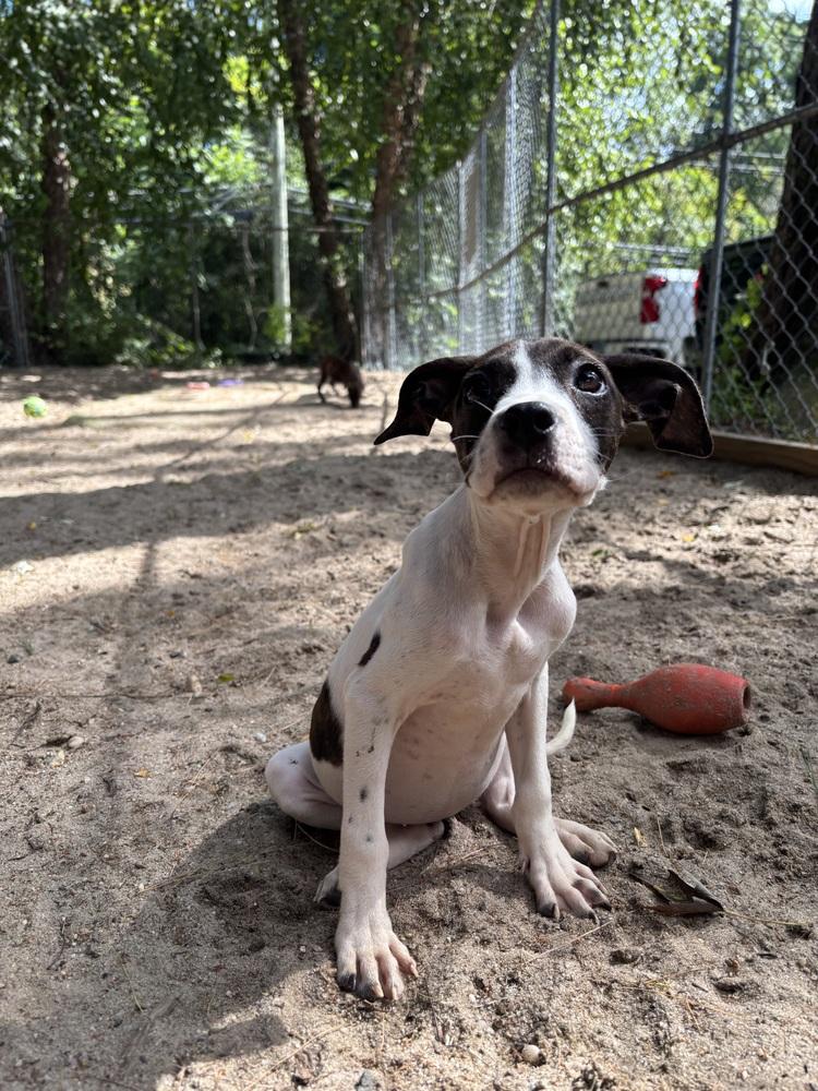 Enlarge AAD New Arrival!  Dough - 26176, a Adoptable mixed breed in Armonk, NY image 2/3