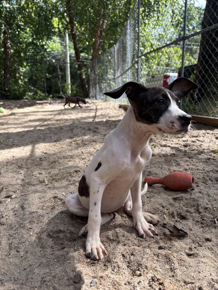 Enlarge AAD New Arrival!  Dough - 26176, a Adoptable mixed breed in Armonk, NY image 3/3