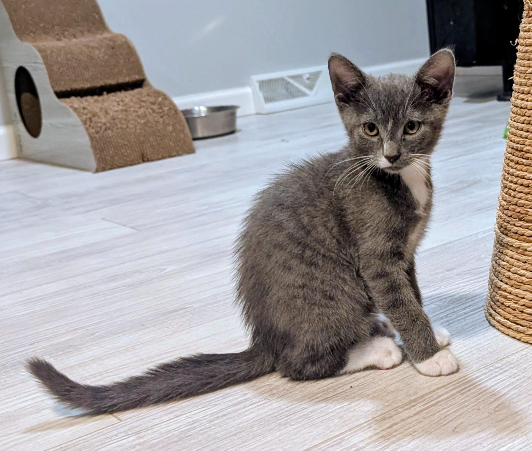 Enlarge OZZY, a Adoptable Domestic Short Hair in KENTON, DE image 3/6