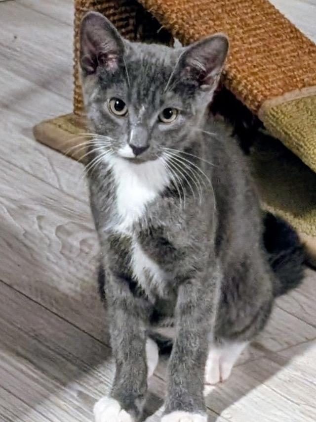 Enlarge OZZY, a Adoptable Domestic Short Hair in KENTON, DE image 5/6