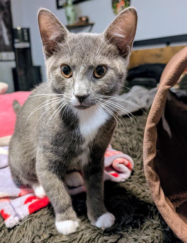 Enlarge OZZY, a Adoptable Domestic Short Hair in KENTON, DE image 4/6